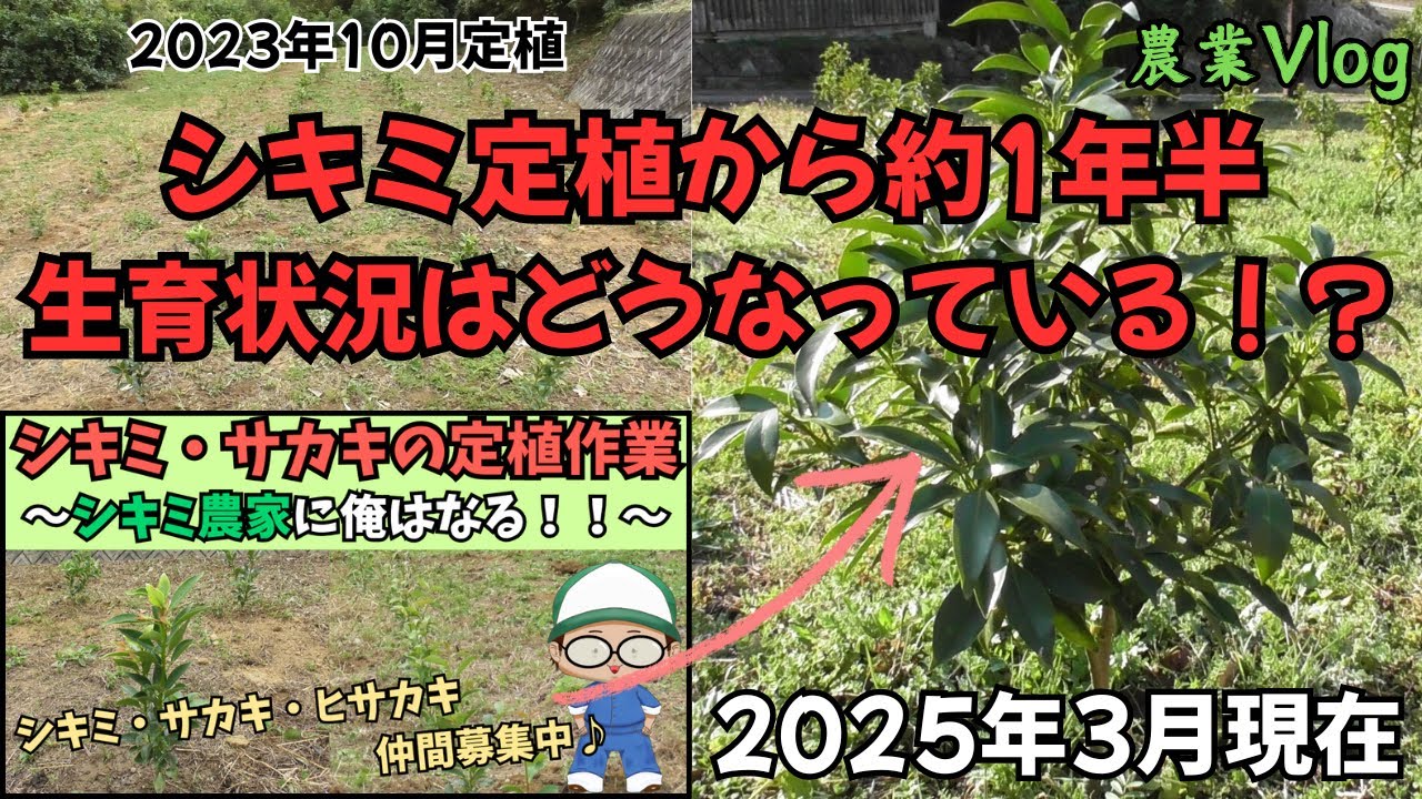 シキミ定植から約1年半経過。生育状況はどうなっているのか！？【農業Vlog】