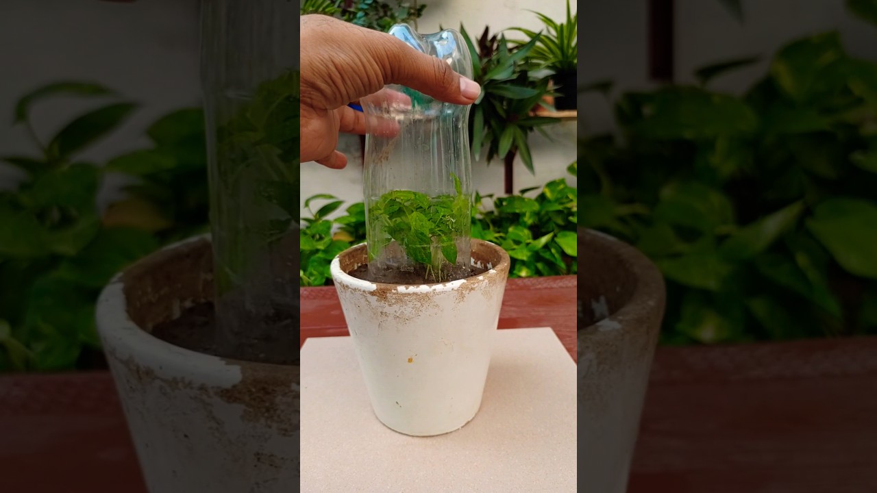 Grow Chili 🌶️ from seed at home #shorts #greenthumb_DIY