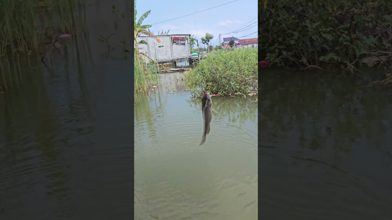 Mancing Liaran #fishing #mancingceria #mancingmania #mamcingliar #ikan #belajarmancing #funny #viral