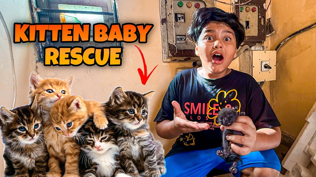 rescued kittens 🐱|| Ali ny kitten 🐱 ki Jan bacha li 😳 || Ali ki tabyat kharab ho gai 😳 ||