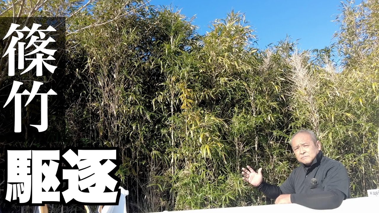 【篠竹の根絶方法】地下茎まで退治しましょう
