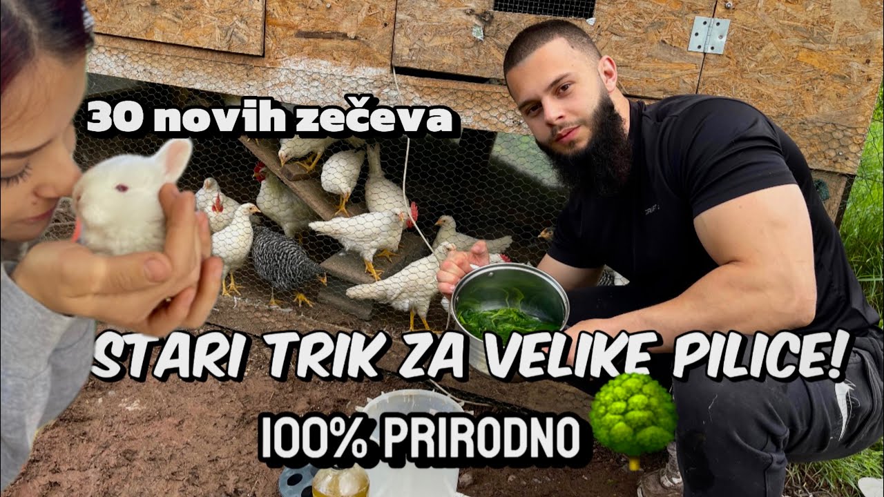 Kvočka i 7 Pilića! Novi Životi Na Farmi: Mali Zečevi Na Putu! Idealna Biljka Za Naprednije Pilice