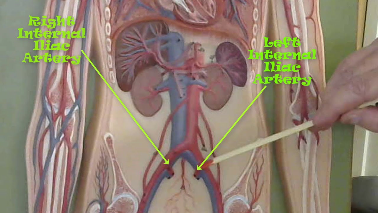 circulatory system flat model review for anatomy practical exam