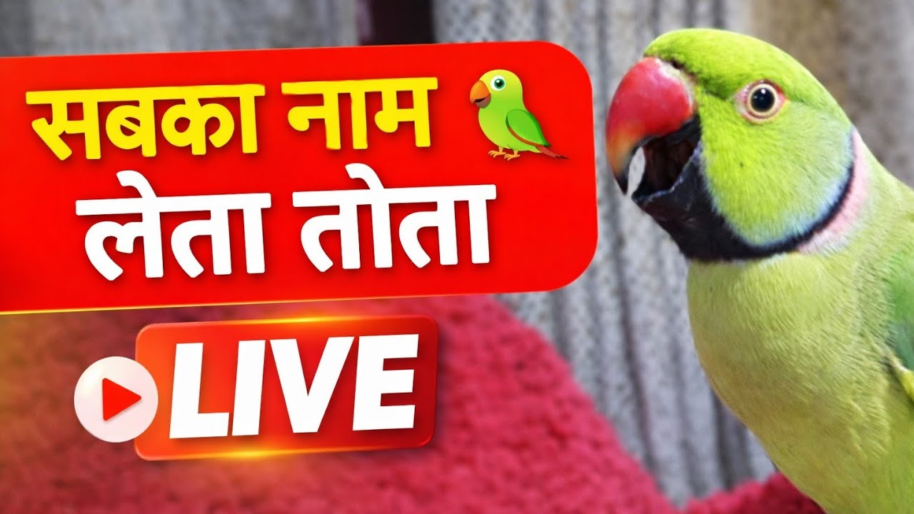 सबका नाम लेगा तोता LIVE Live talking parrot 🦜
