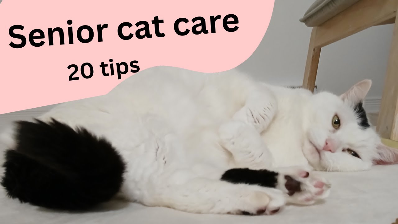 20 tips for Senior cat care