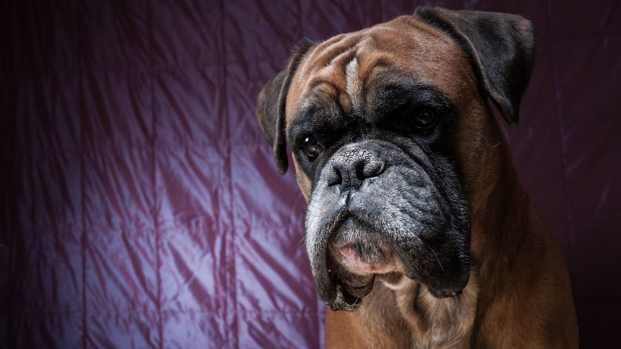 Training Your Boxer for Canine Good Citizen Certification