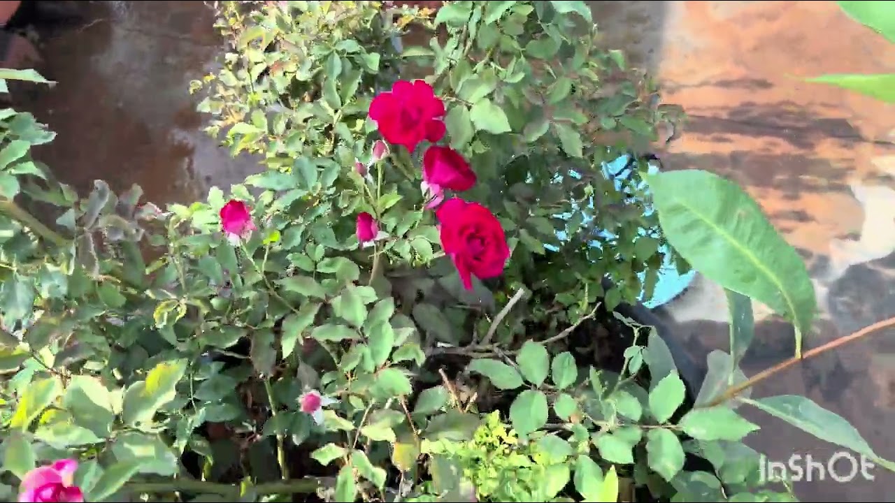 #rose flowers #గుత్తులు గుత్తులు గా ఎలా పూసాయో చూడండి.