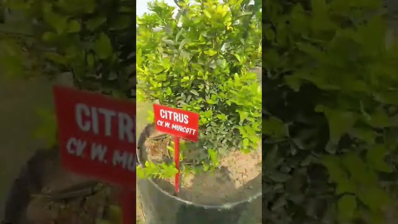 New modern orchard citrus 🍋 plants high-density citrus orchard #jammu