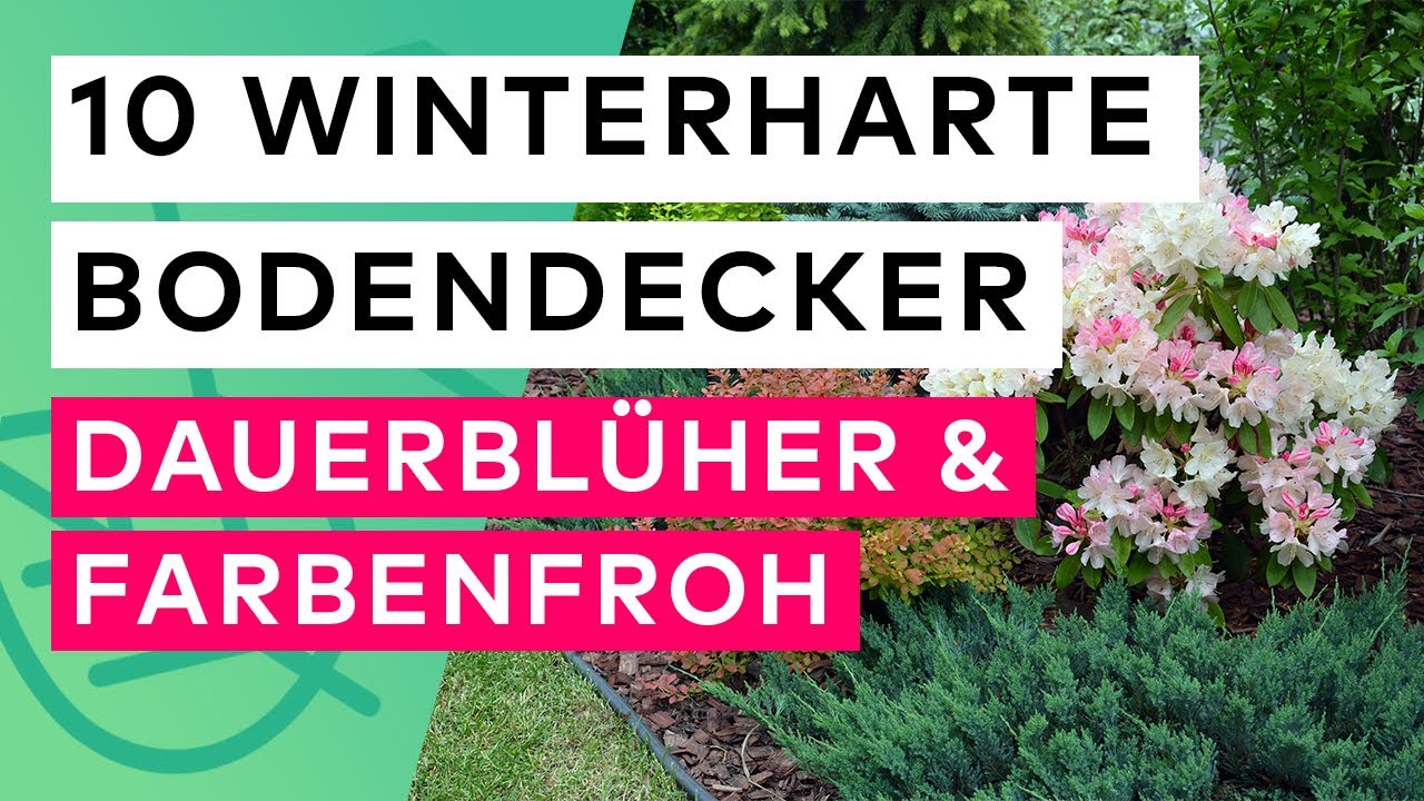 10 DAUERBL&Uuml;HENDE BODENDECKER die WINTERHART sind 🌸❄️