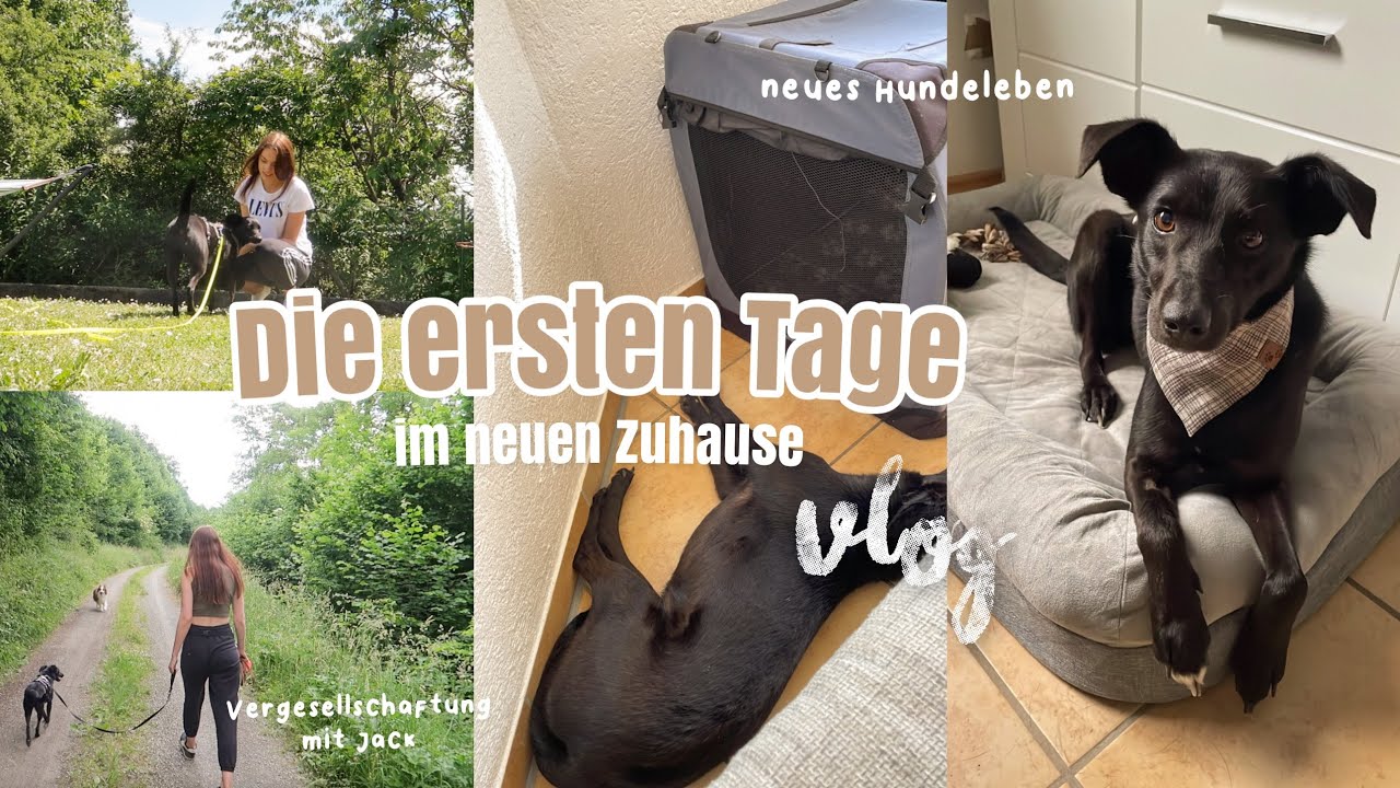 DIE ERSTEN TAGE MIT TIERSCHUTZHUND 🤍 - viele neue Eindrücke, Bindung aufbauen... | Vlog | Kim Jaro