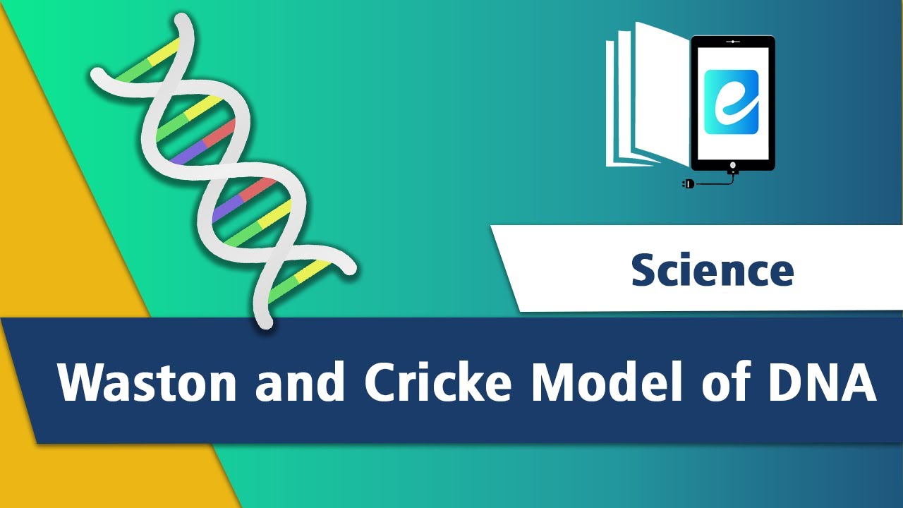 Watson-Crick Model of DNA| 4 Types of Nucleotides | 3D Animation||Animated Science Video||elearn K12