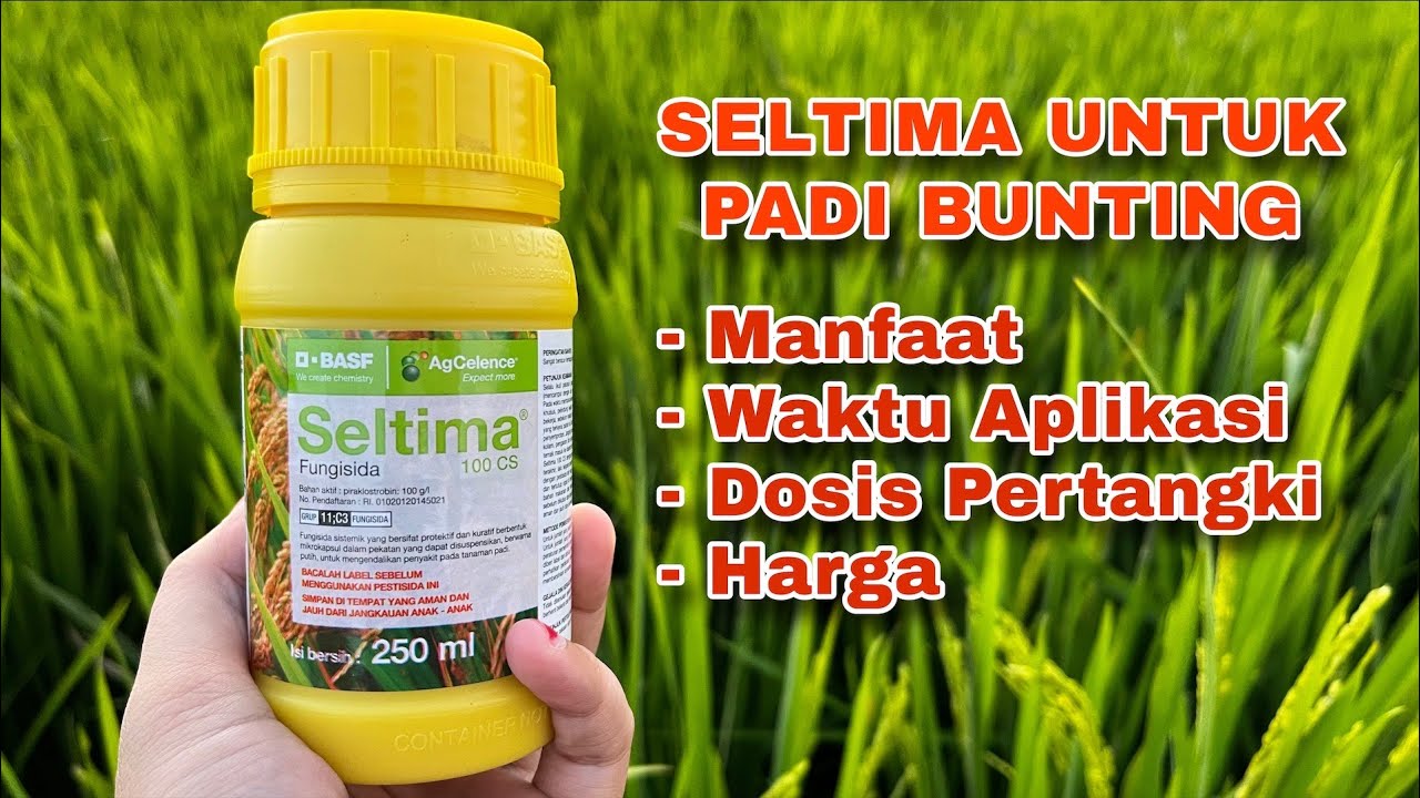 Fungisida Seltima 100 CS Untuk Padi Bunting - Manfaat, Waktu Aplikasi, Dosis Pertangki dan Harga