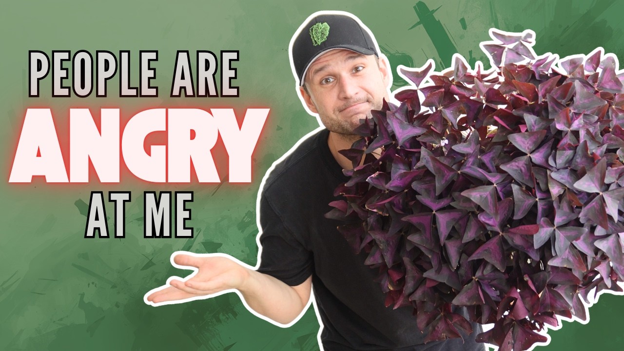 Why I shake my plants ...
