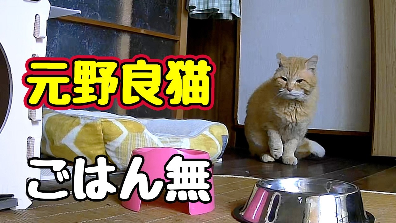 何度も帰ってくる【元野良猫】