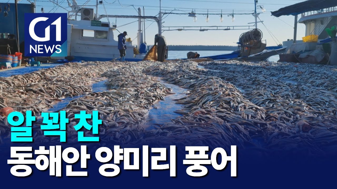 [G1뉴스]알 꽉 찬 동해안 양미리 풍어