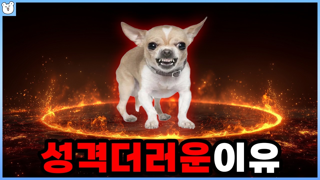 치와와가 분노와 증오에 가득찬 이유