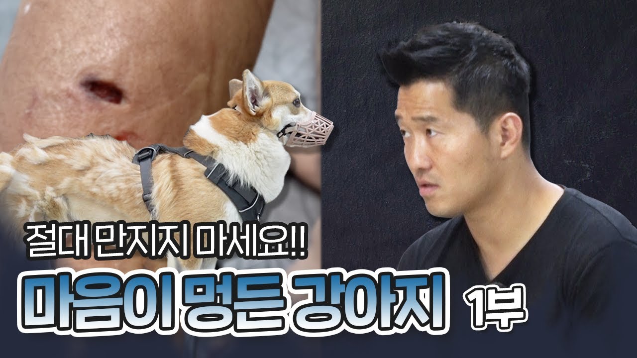 학대의 트라우마일까? 유기견 웰시 코기 이낙이 1부｜내 강아지의 공격성 The aggression of my dog
