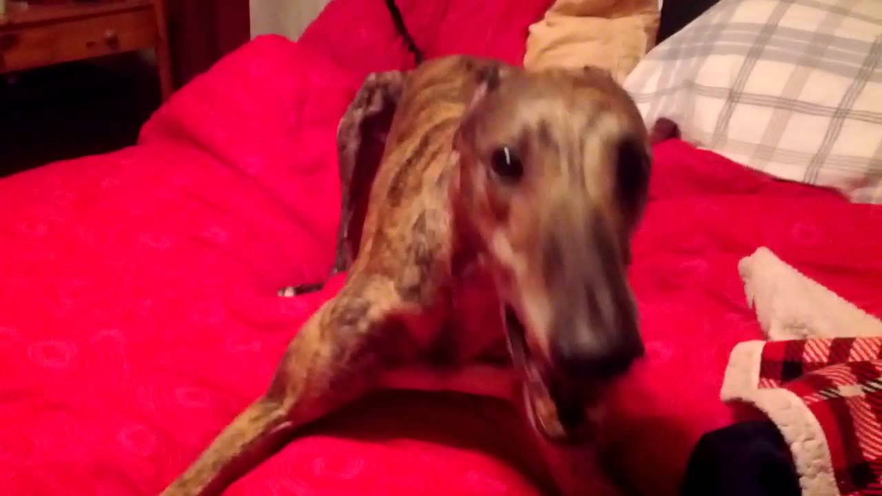 Mosley the greyhound spinning