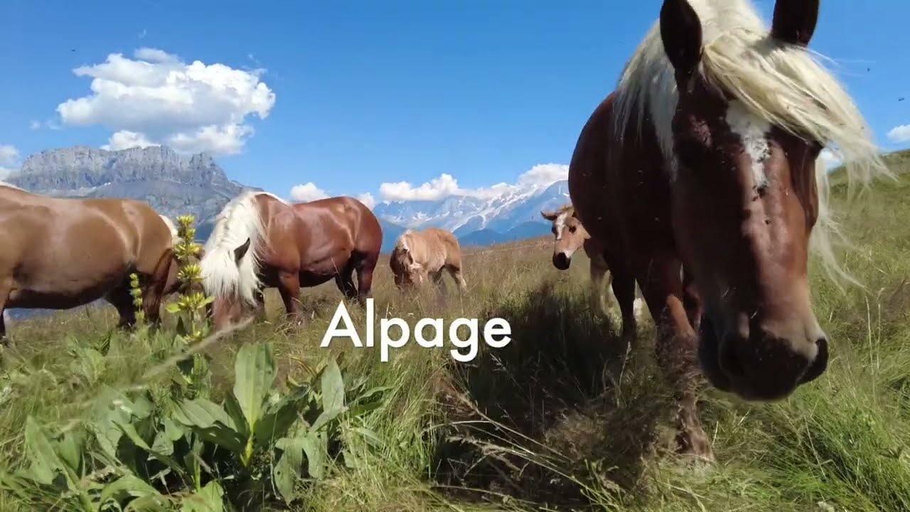 Le Lait de Jument | La Ferme des Quatre Têtes