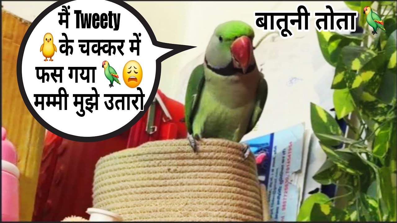 ट्वीटी 🐥के चक्कर में 😲मैं फस गया 🦜😫बोलने वाला तोता 🦜 Talking Parrot 🦜 