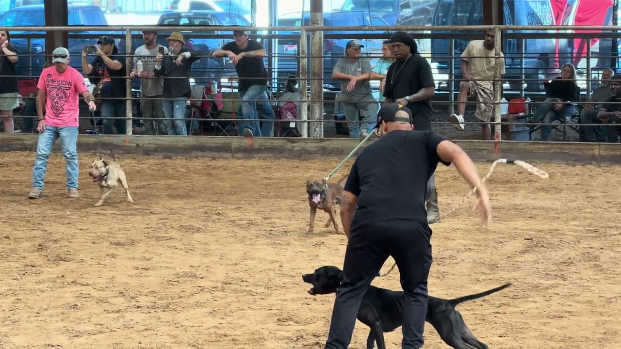2025 Lone Star State APBT ADBA Dog Show 