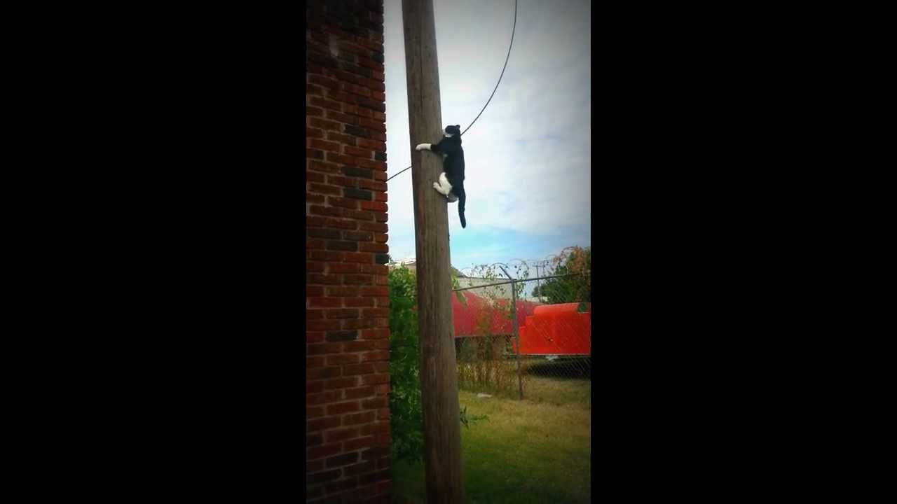 Cat climbs down a pole backwards.