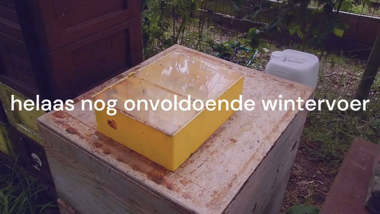 Voer/broednestcheck en kwispeldansen