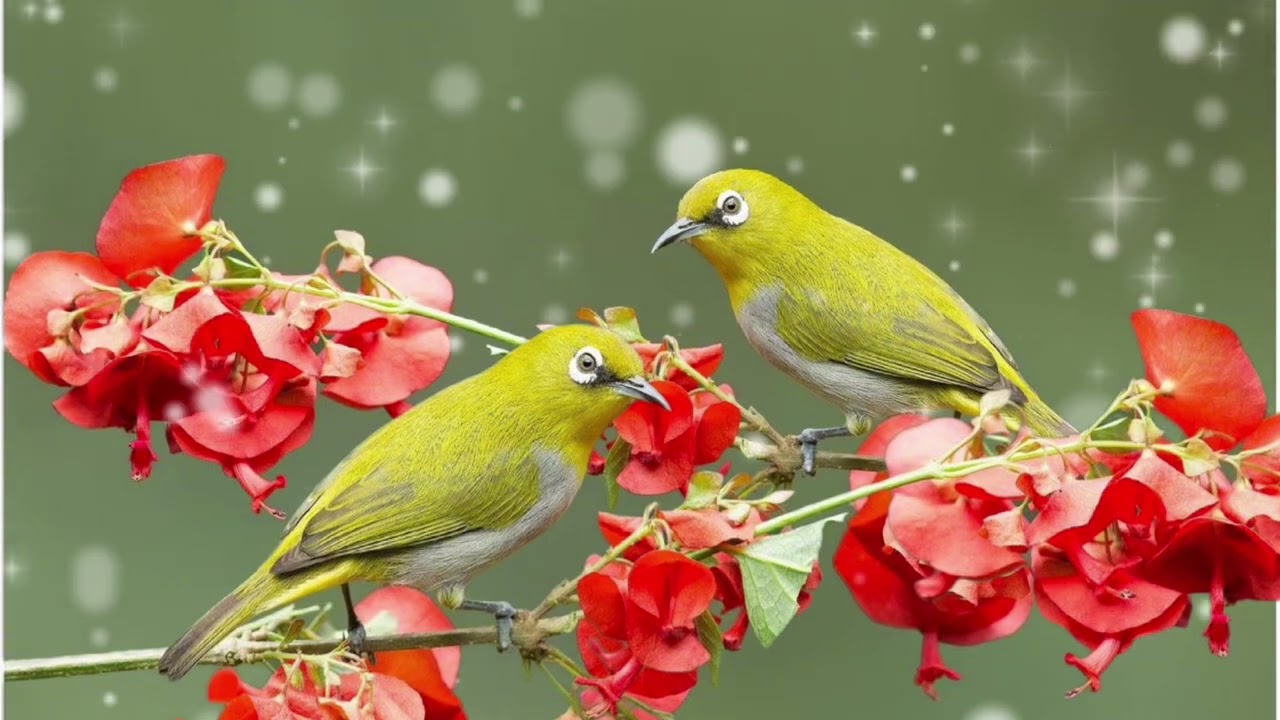 Kích vành khuyên líu sáng rất hiệu quả! Kích là bổi nghe nhanh líu! Tiếng chim cảnh việt nam 
