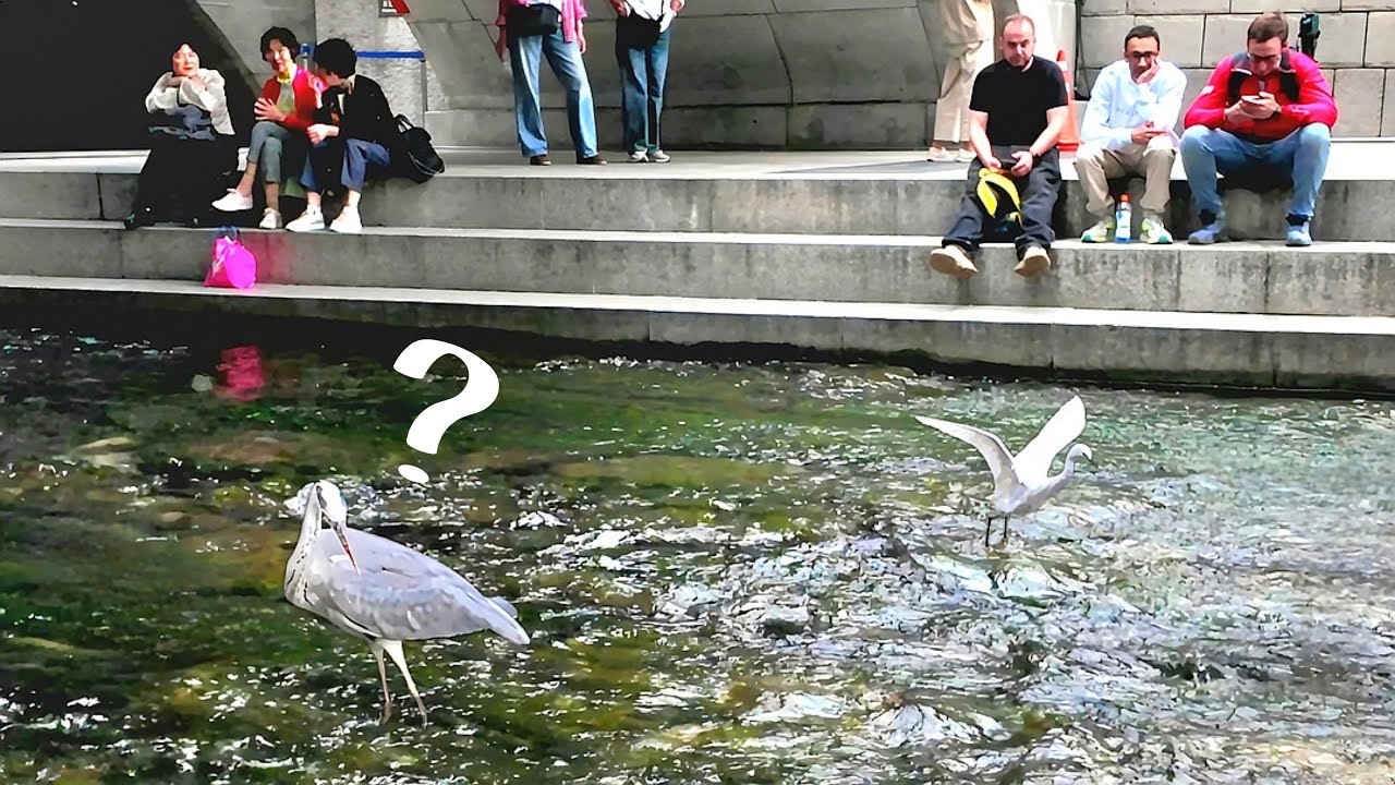Cheonggyecheon Stream~ Герон, эгрет 🐳 Охота на рыбу | 4K