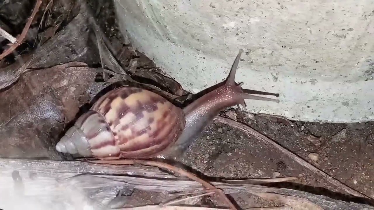 Ultimate Nature Therapy: Rain, Night, and Snails