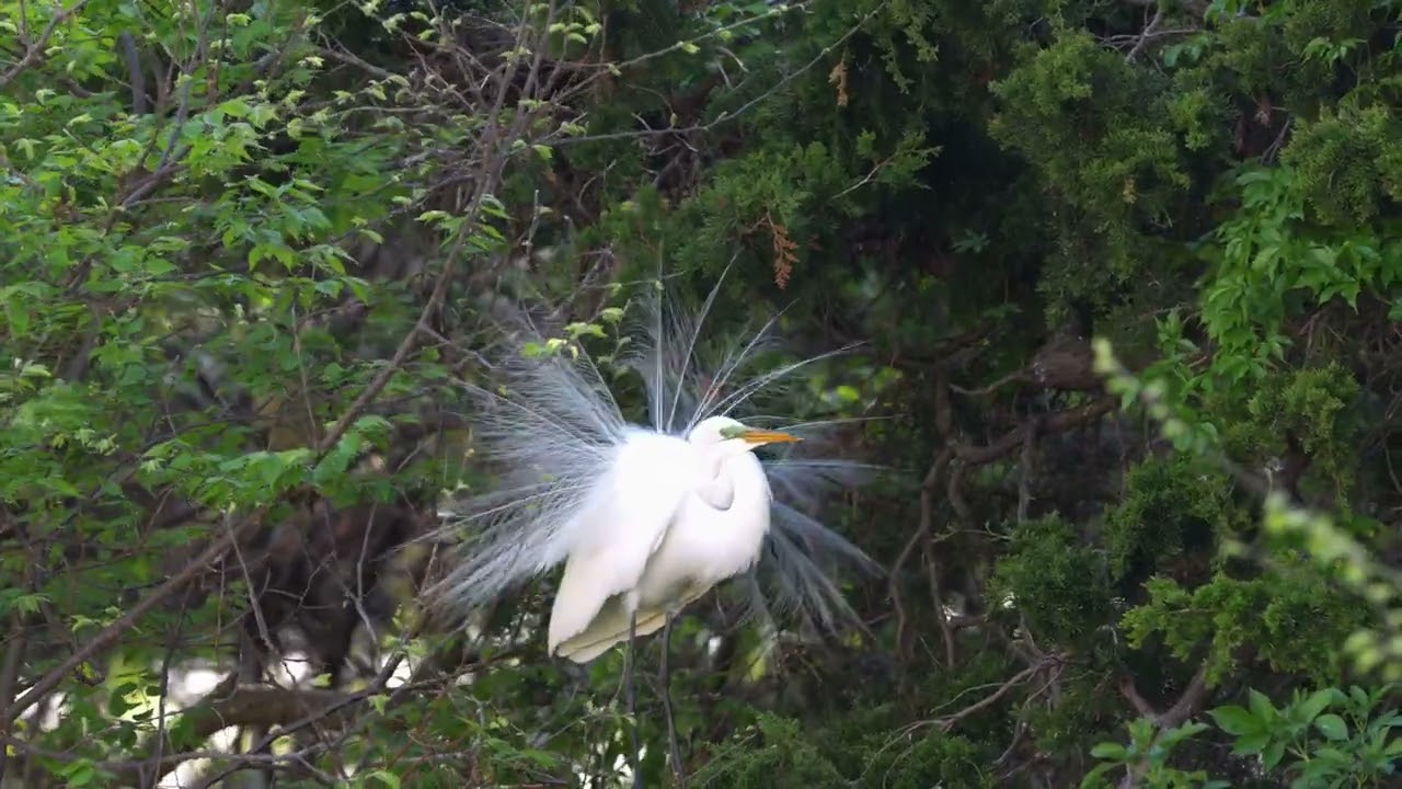 Great egret courtship display