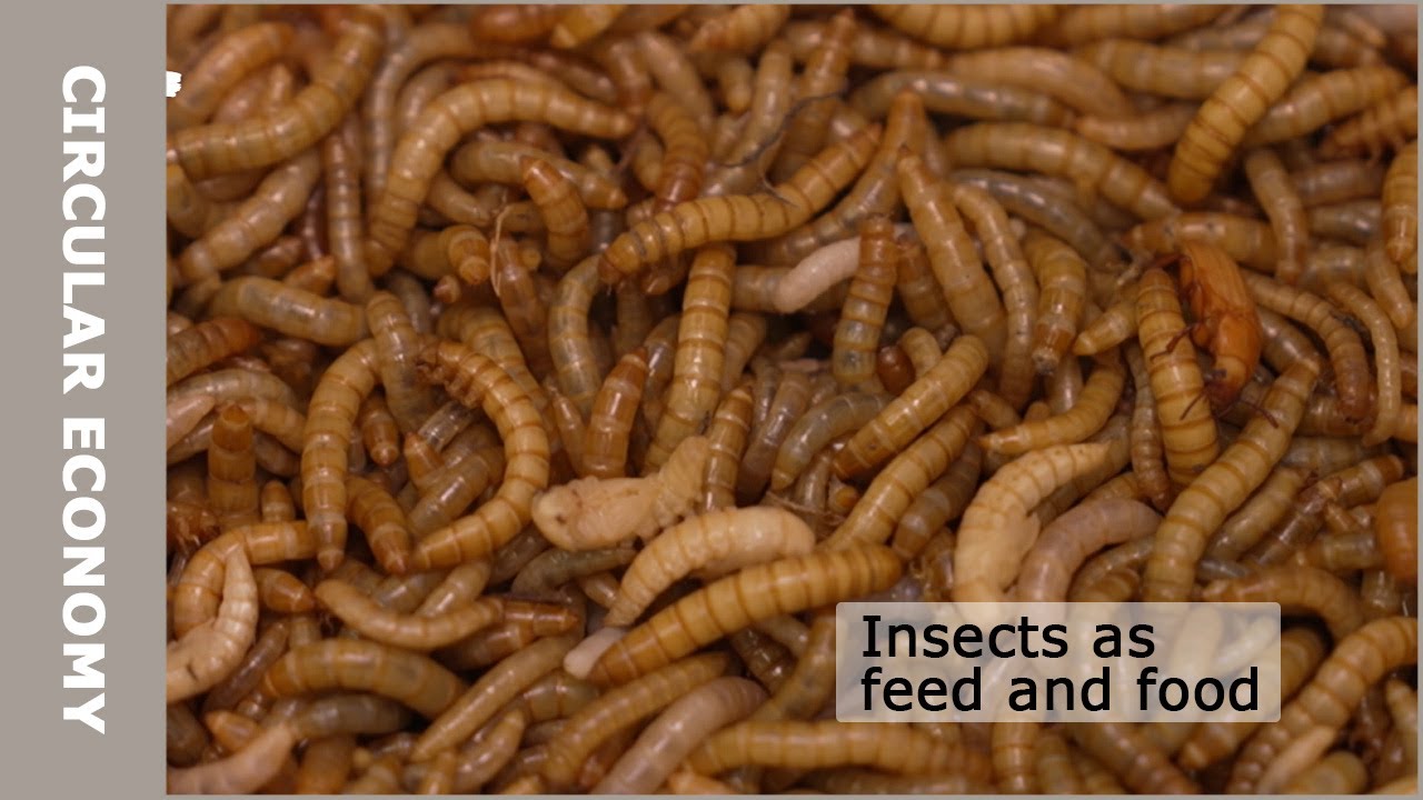 Turning tiny insects into sustainable feed and food
