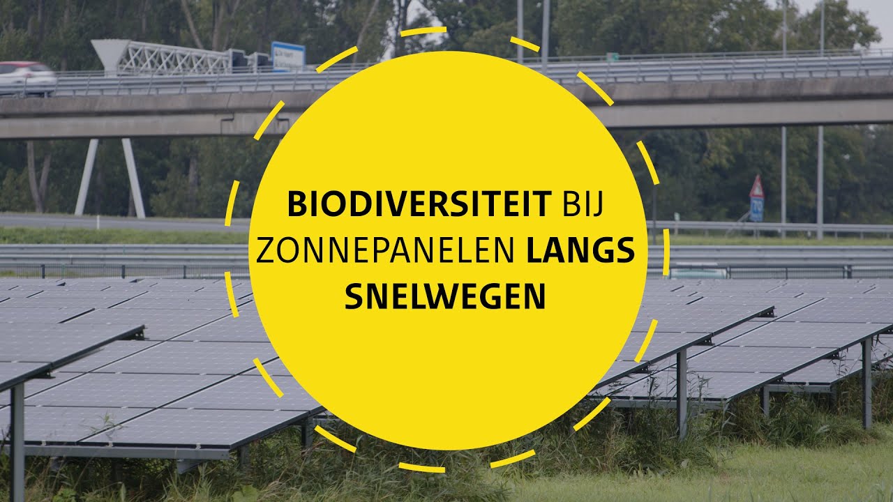 Ruimte voor de natuur bij zonnepanelen langs snelwegen | Rijkswaterstaat