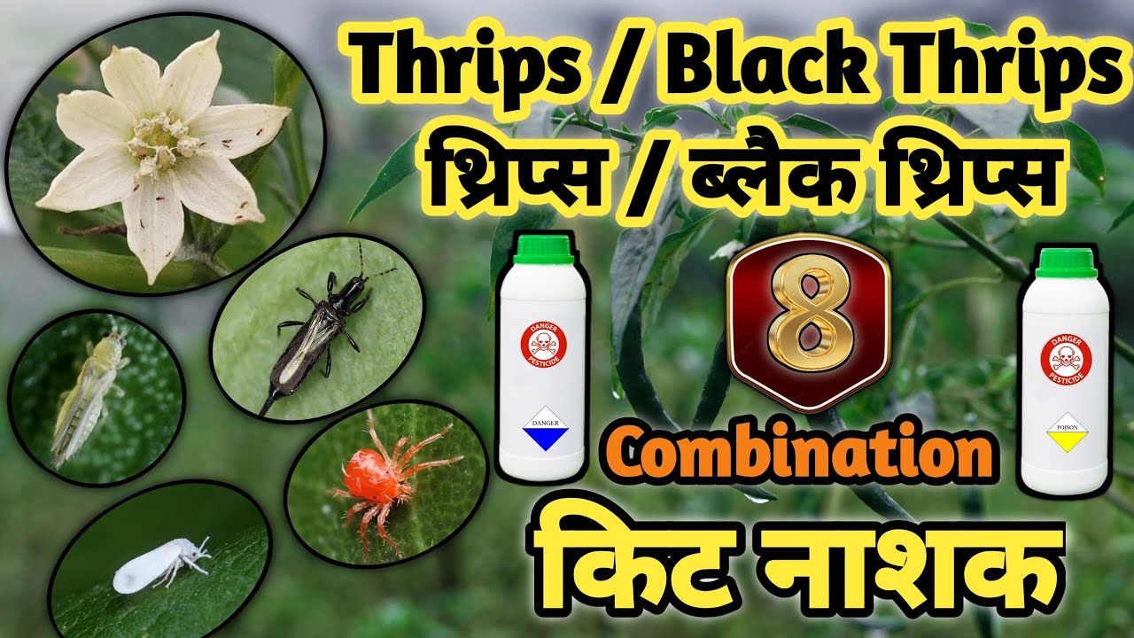 Black Thrips Control | Black Thrips Control Insecticide|Black Thrips Control Insecticide Combination