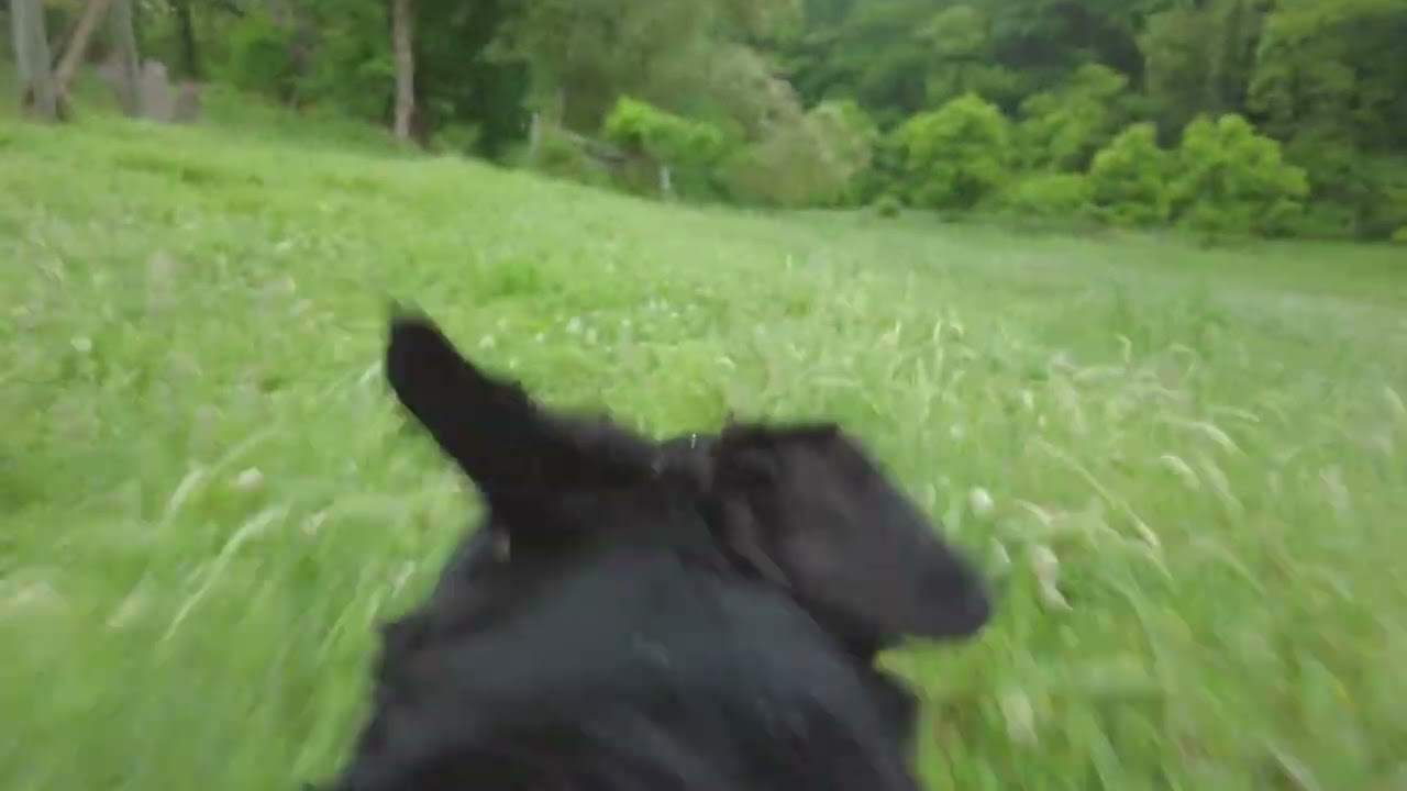POV Dog view!