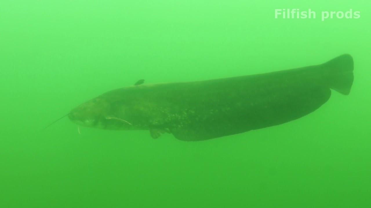 Salagou 50 ans l'eau, les poissons du lac rouge.