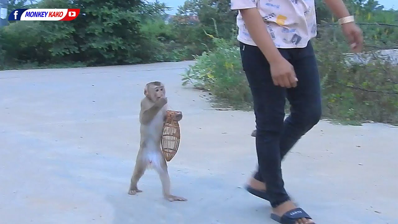 Fantastic Animals, Adorable Baby Monkey KAKO Walking Follow MOM On The Way