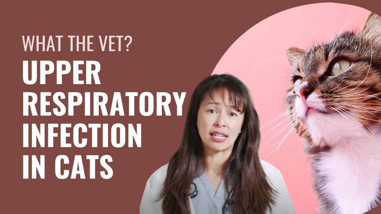 Upper Respiratory Infection (URI) in cats - Vet Justine Lee Explains
