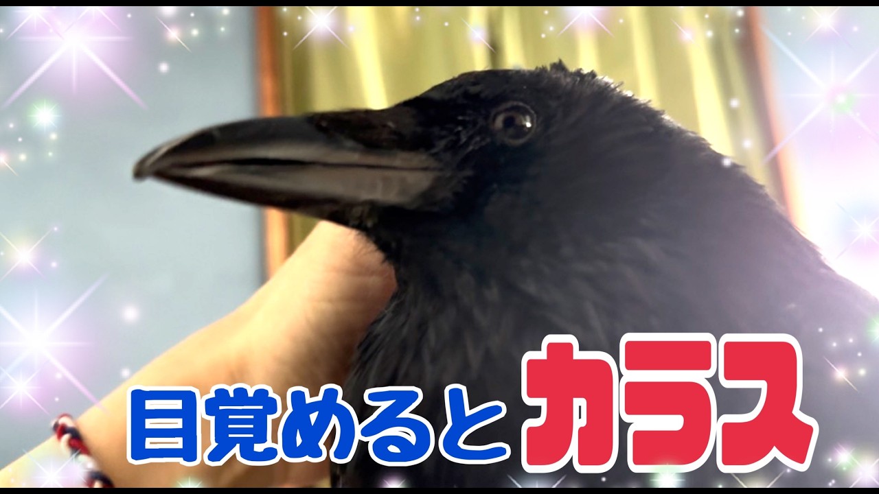 目覚めるとそこにカラスのラビ♪天井の漆喰完成♪皆様からのサポートに感謝♪クッピの寝室紹介♪ 2026/2/23撮影  KUPPI the Crow ※概要欄見てね #カラスのクッピ