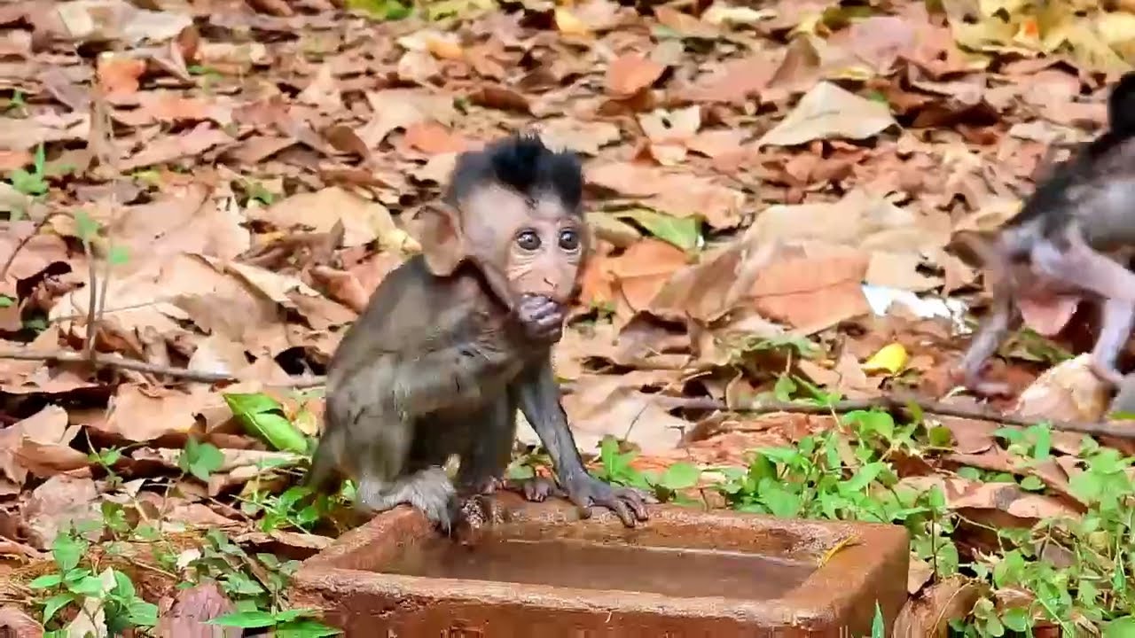 Monkey Grab In Cambodia Good All Monkeys In Khmer 