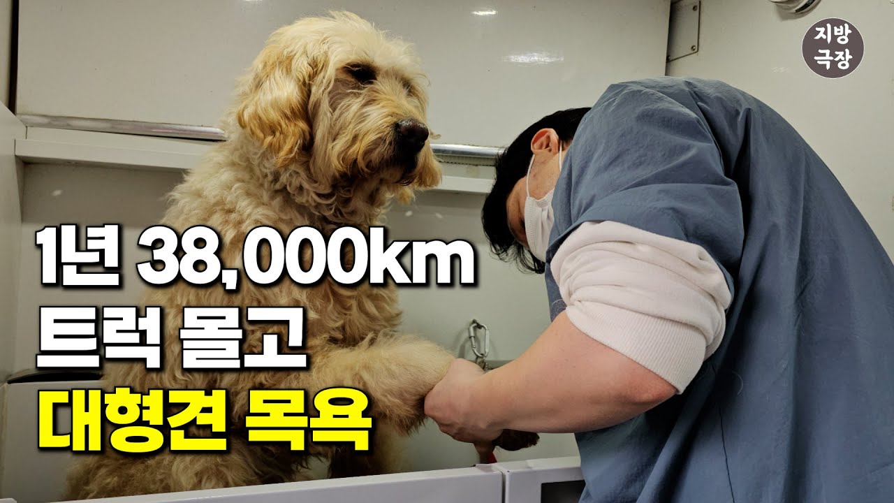 대기업 퇴사 후 트럭 1대로 대형견 출장 목욕하는 36살 