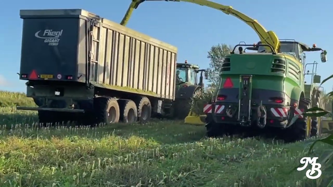 Ensilering af økologiske majs 2021