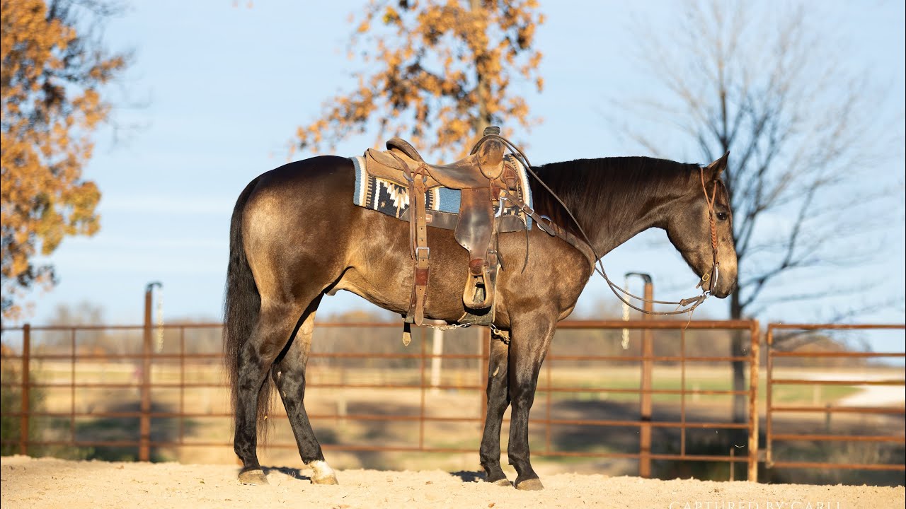 “RIO” 2021 AQHA GELDING