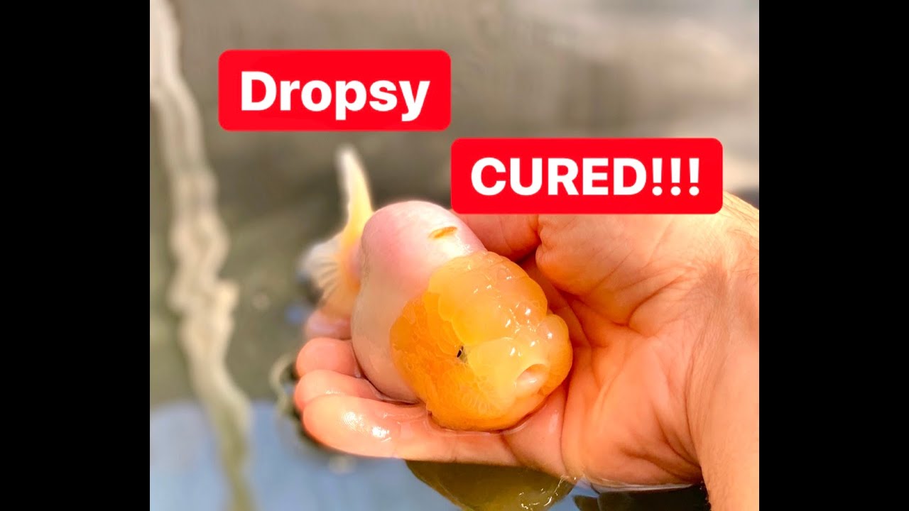 How to Treat / Cure Dropsy - Successful method to treat dropsy in goldfish