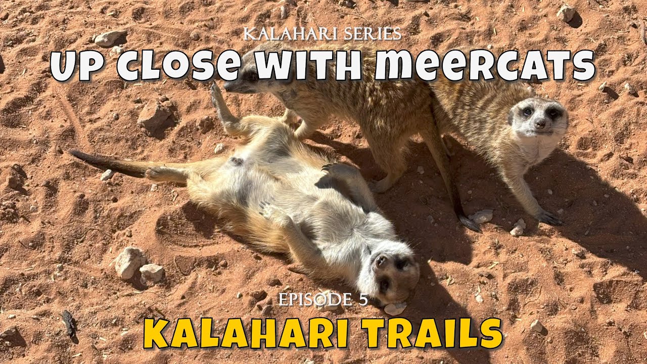 Meerkat Adventures at Kalahari Trails | Family Wildlife Trip  | Kalahari Series Ep. 5