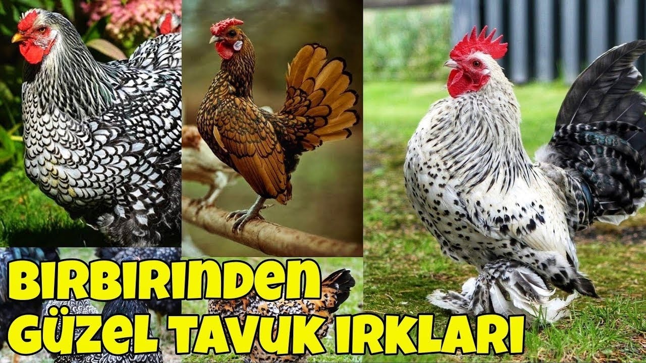 Tüm tavuk ırkları, dünya üzerindeki birbirinden değişik 60 tavuk cinsi