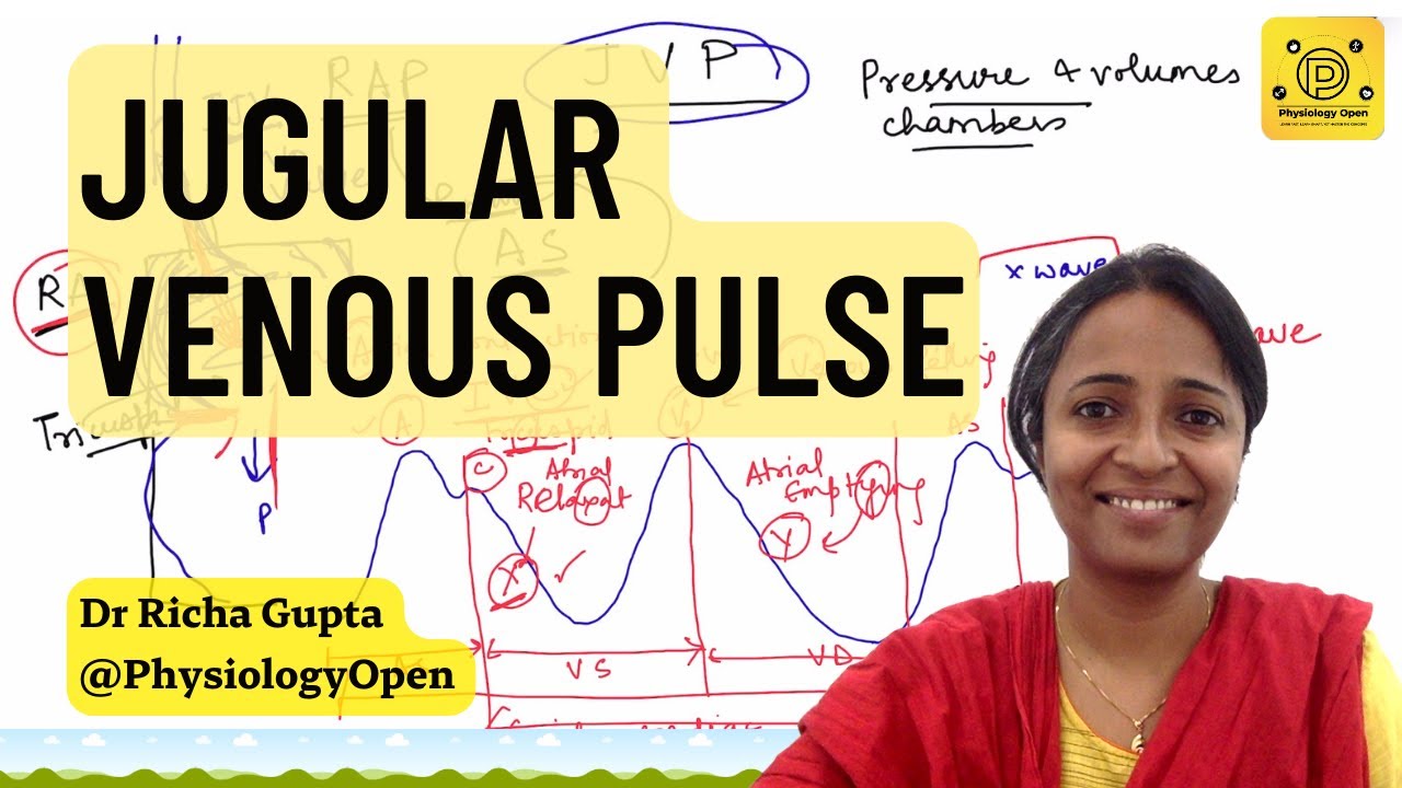 Jugular venous pressure waveform, JVP physiology, measurement | CVS Physiology mbbs 1st year