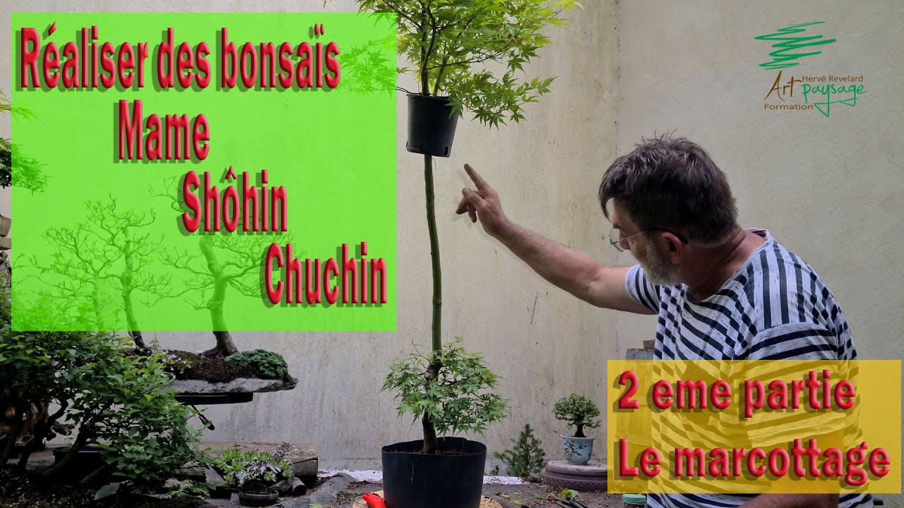 Technique pour réaliser des bonsaï #mame, #shohin  et chuchin,  Le marcottage partie 2 #bonsaï