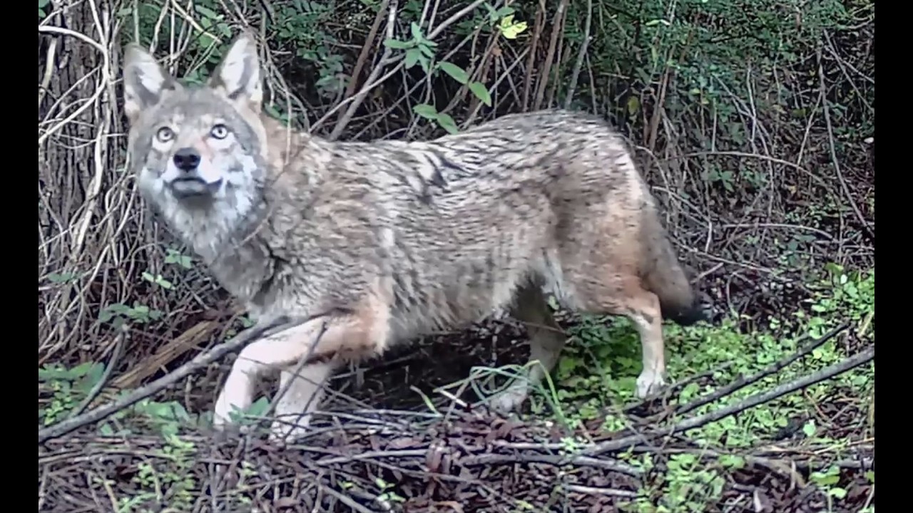 Late November 2024 (Coyote, Deer, Chipmunk)