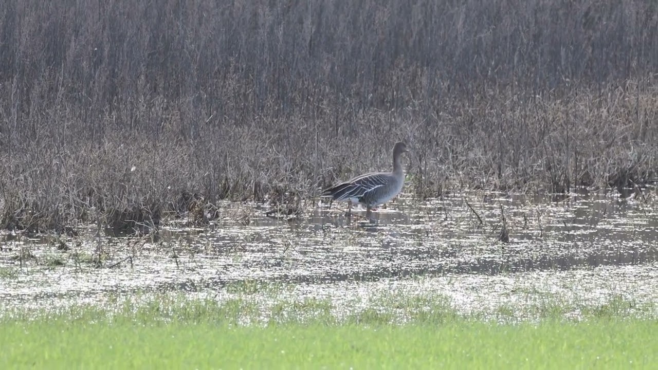 Tundra Bean Geese, Winterbourne Monkton, 30th December 2025